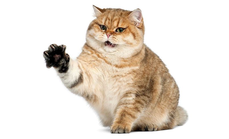 Kak-podstrich-kogti-koshke-1.jpg Kak-podstrich-kogti-koshke-1.jpg